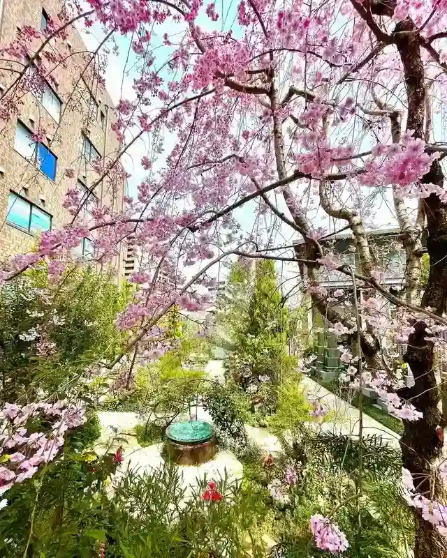 春には綺麗な桜が咲きます
