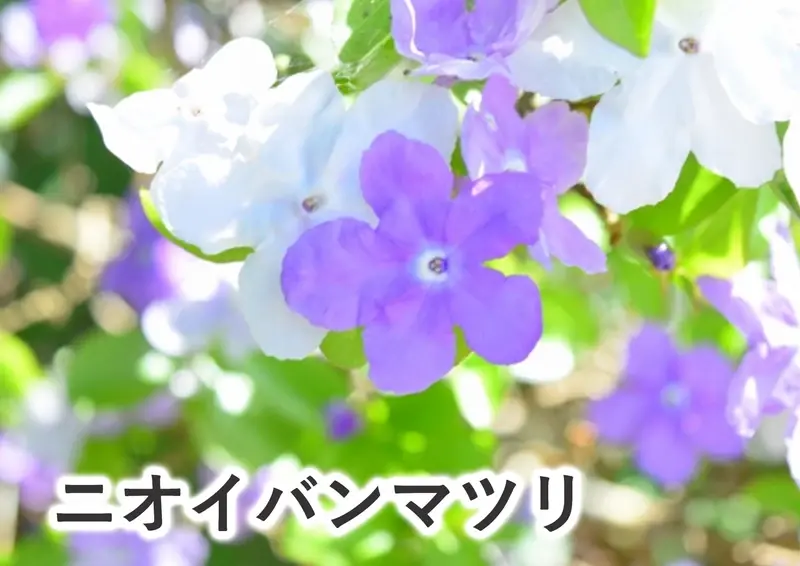 ニオイバンマツリ