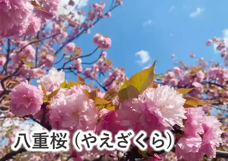 八重桜