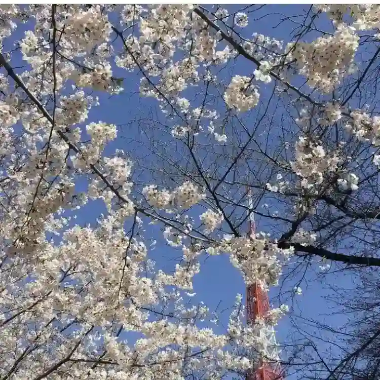 春には桜も咲きます
