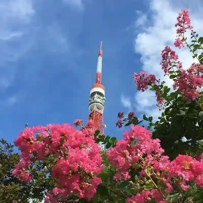 芝公園から見上げる東京タワー