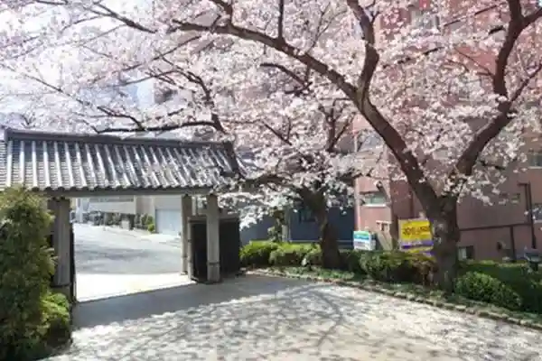 開花の時期にはきれいな桜が。