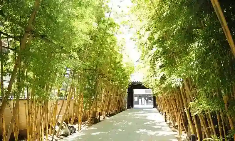 竹林に囲まれている参道