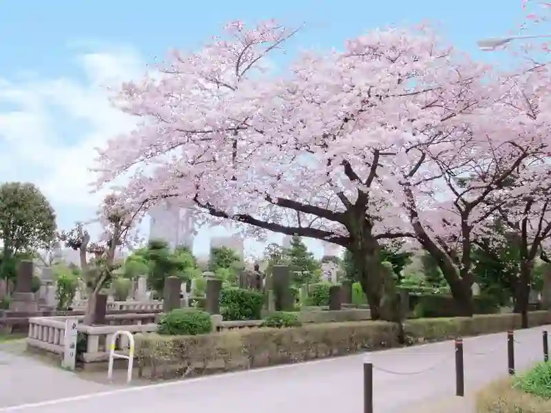 春に咲く満開の桜