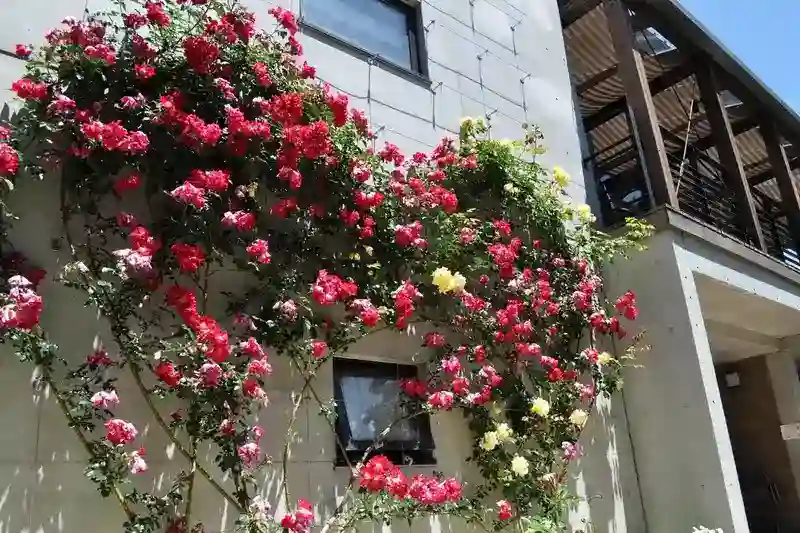 美しいバラ