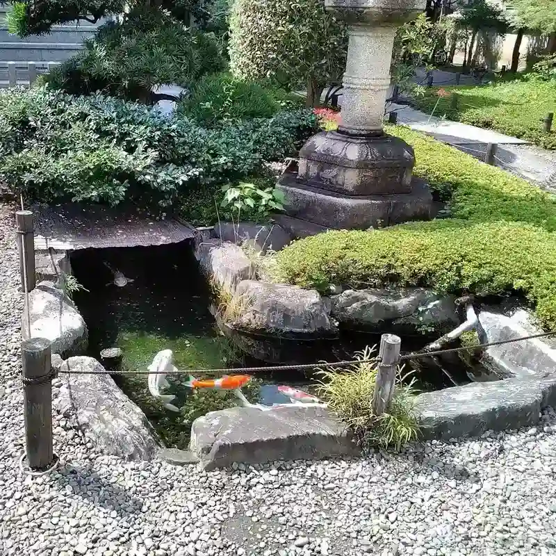 錦鯉が優雅に泳ぐ