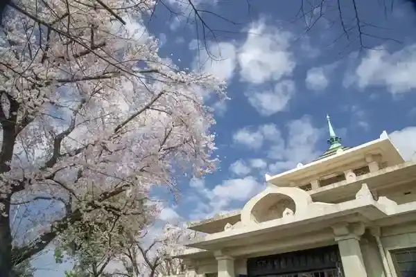 名物の桜