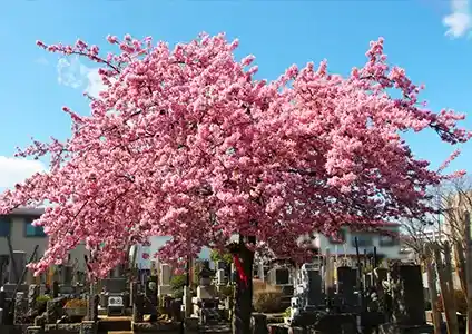 境内風景