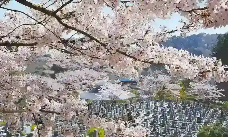 日の出町の春に咲く、満開の桜。霊園に色をつけます。