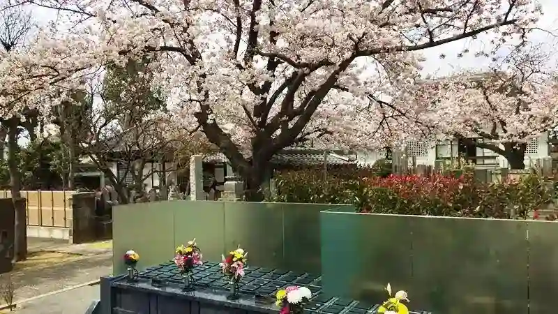 桜の時期の足立祖房