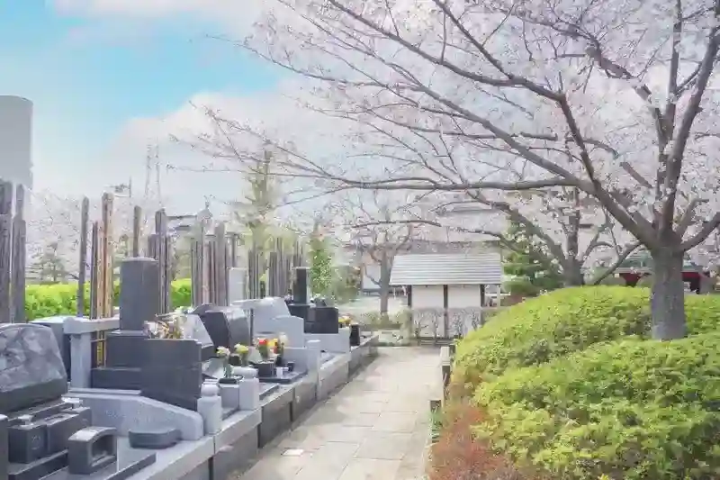 満開の桜に囲まれた墓地