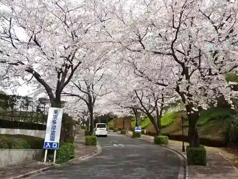 春には満開の桜が彩ります