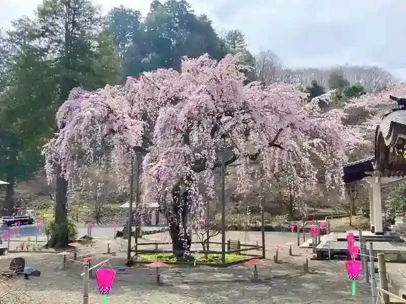 樹齢三百五十年の『しだれ桜』