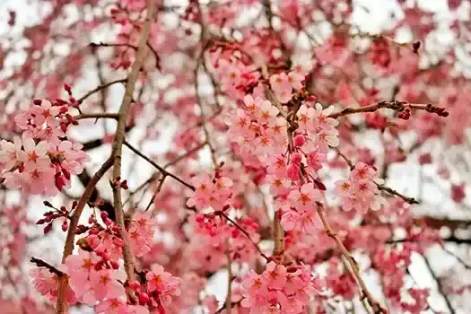 「高楽寺の枝垂桜」として有名です。時期になると夜桜も楽しめます。