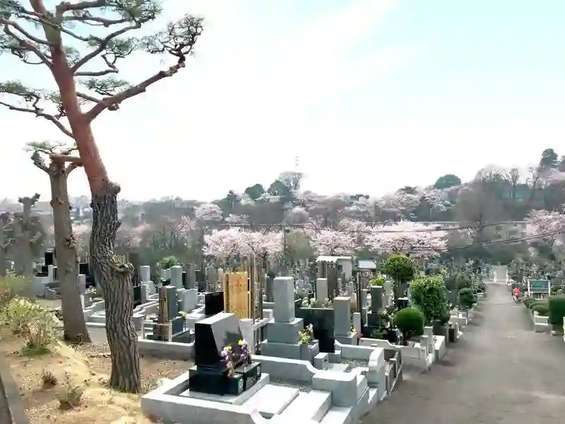 春には綺麗な桜が咲きます
