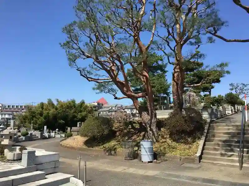 シンボルツリーの赤松