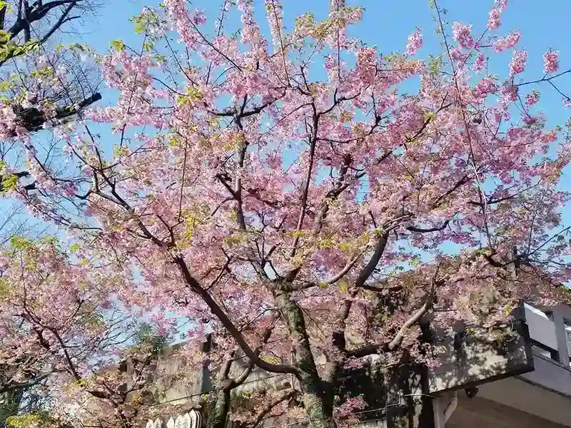 春には桜が綺麗に咲き誇ります