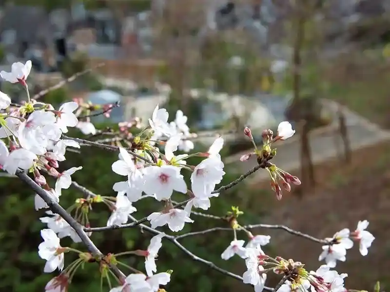 庭苑内のソメイヨシノ