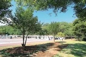 緑