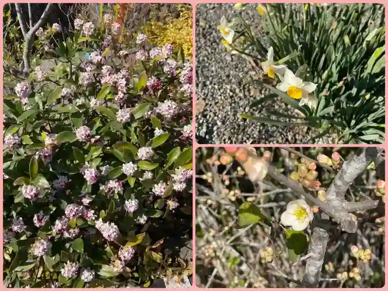 妙誠寺境内の花