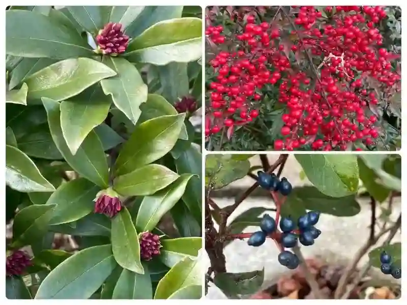 妙誠寺境内の植物