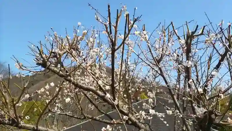 妙誠寺境内の梅