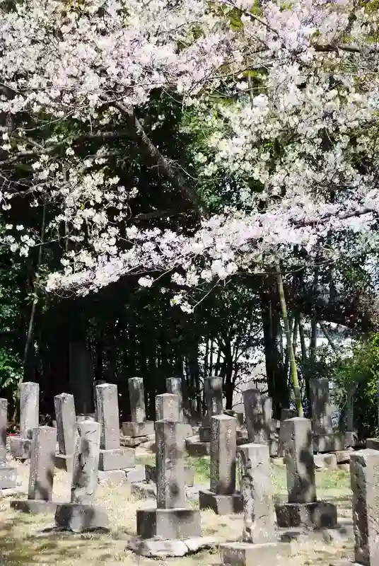 桜の綺麗な霊園