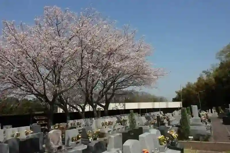 桜と墓域