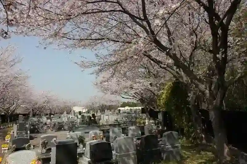 園内を彩る綺麗な桜
