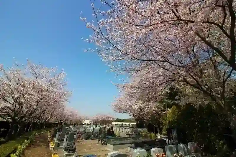 桜と墓域