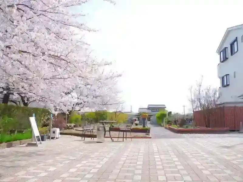 春には満開の桜