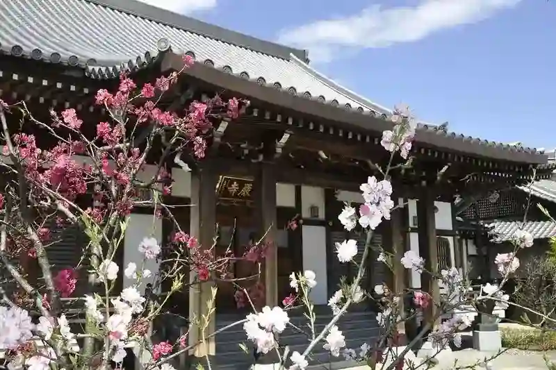 春には満開の桜が本堂を照らします