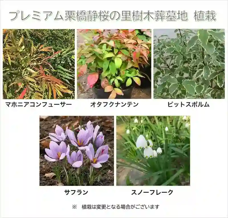 プレミアム栗橋静桜の里樹木葬墓地の植栽