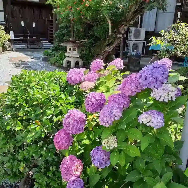 園内を彩るアジサイ