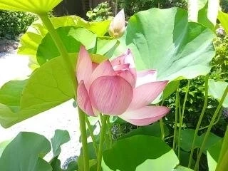 園内には綺麗な植栽が咲いています