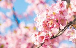 桜