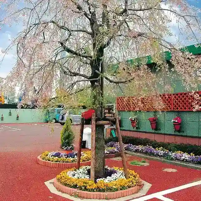 3月下旬から4月上旬はすだれ桜が見所です