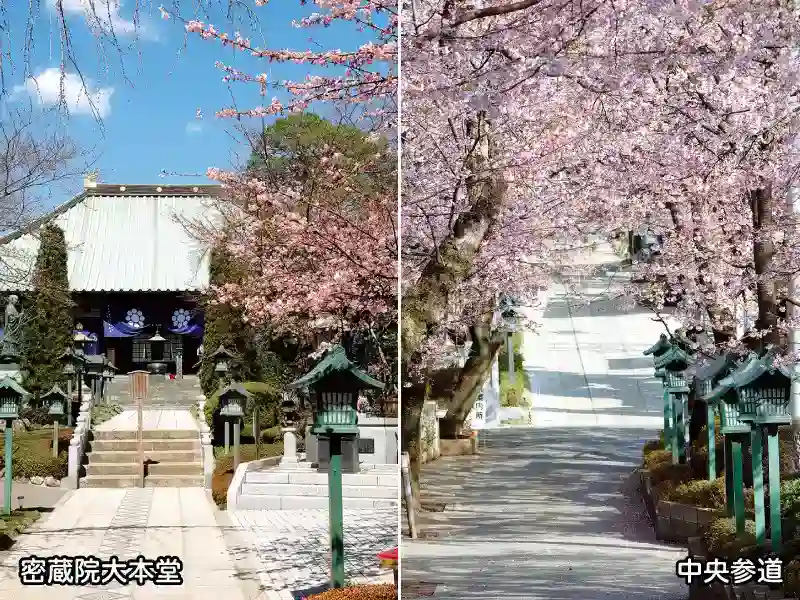 本堂と中央参道