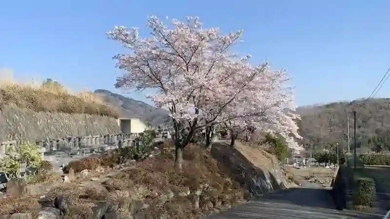 満開の桜が園内を明るくしてくれます。