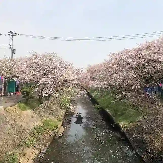 近くの桜並木