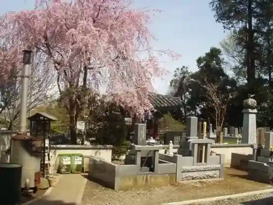 春には綺麗な桜が咲きます