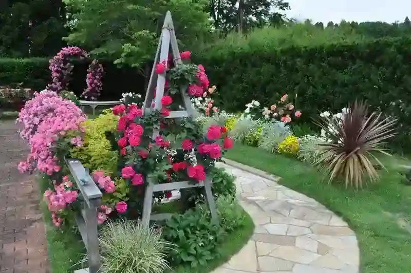 美しいバラ