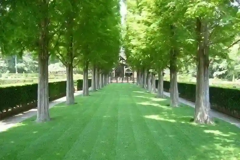 メタセコイヤの並木道