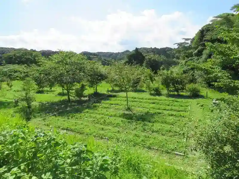 合葬墓