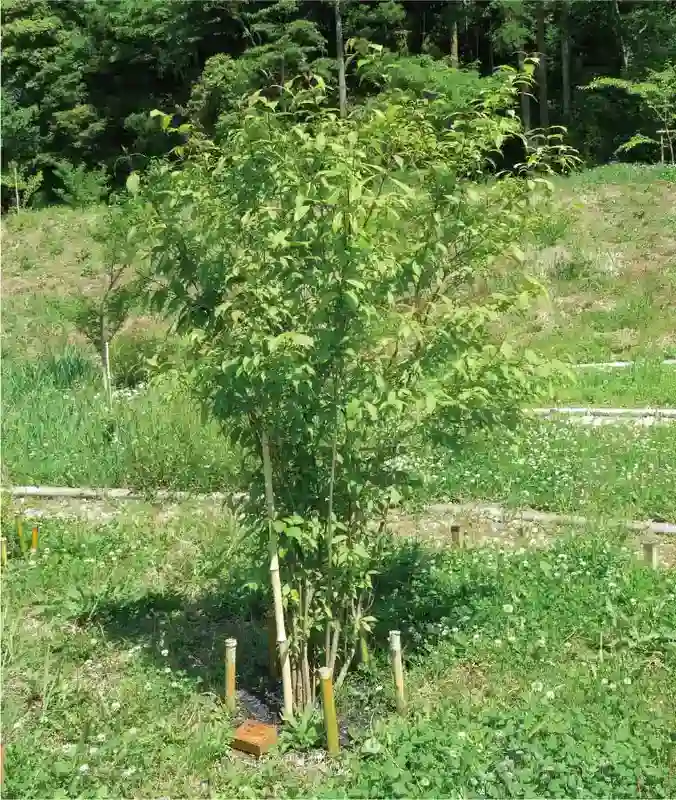樹木葬①