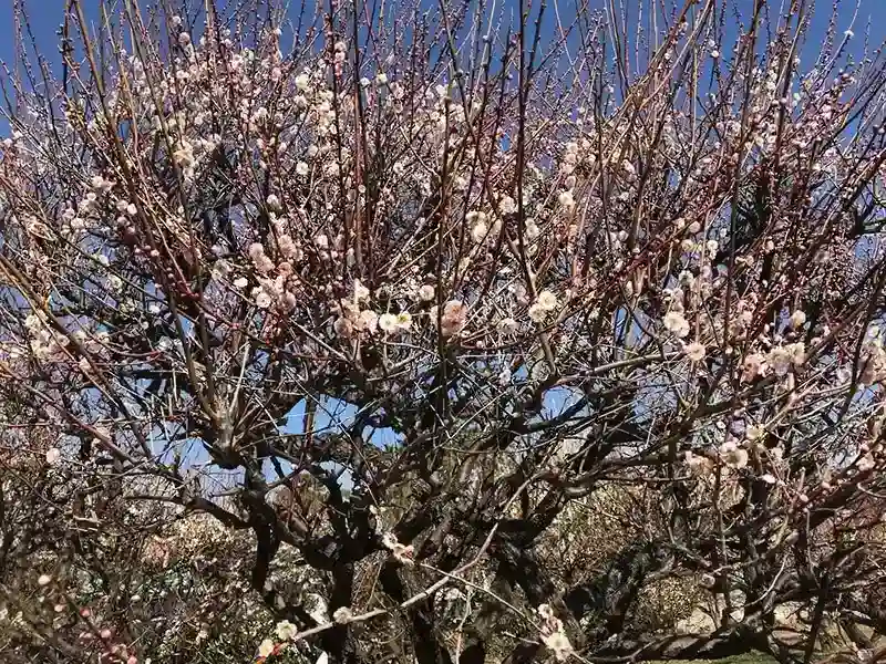 参道沿いの梅林