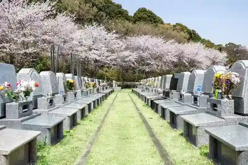 春には綺麗な桜が咲きます