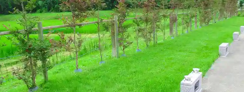 芝生墓地　陽だまり