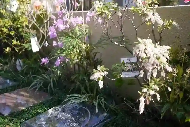 綺麗な花々