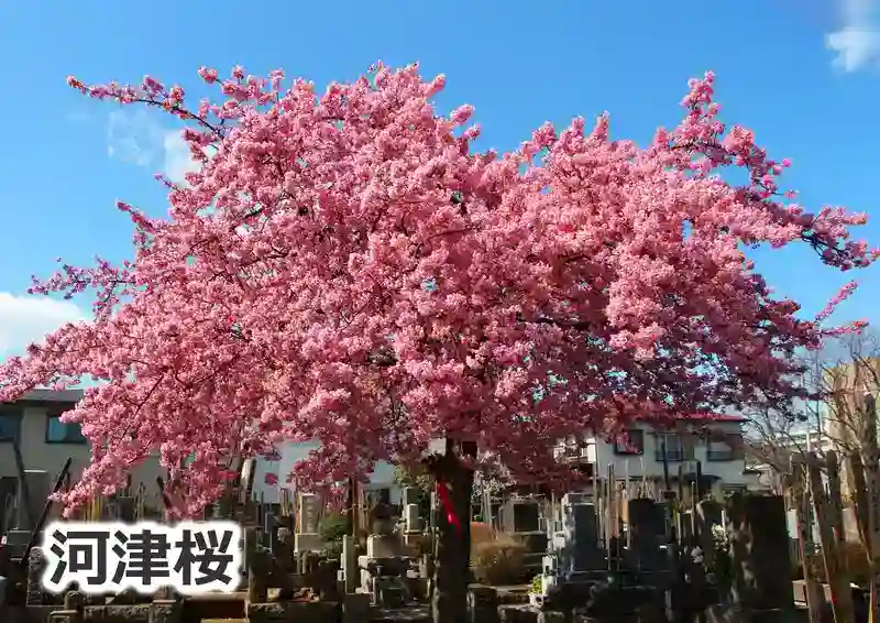 河津桜